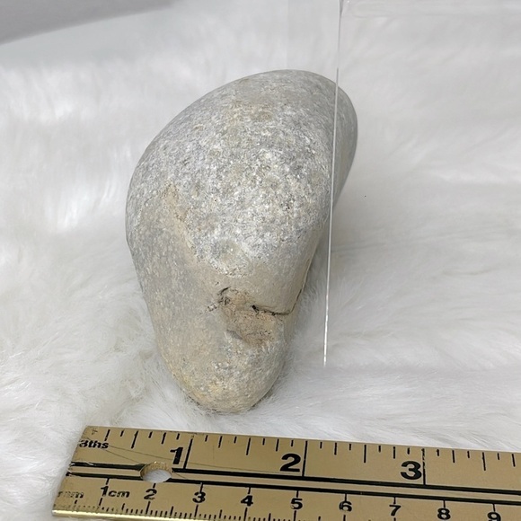 Oregon Fossilized Sea Shells & Coral Fossils | Natural Rock • Educational Lot - Picture 8 of 17